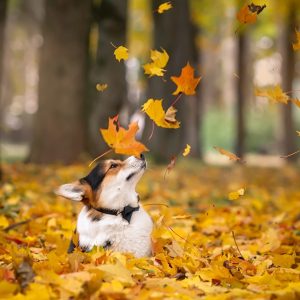 Cuidado perros otoño