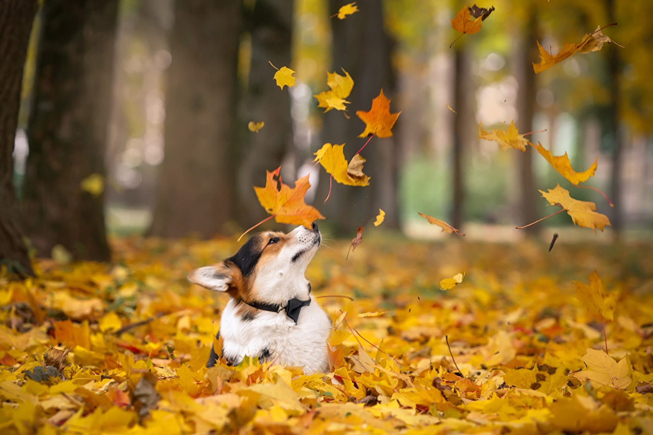 Cuidado perros otoño